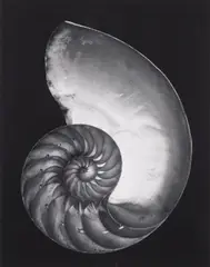 Nautilus Shell (Cross-section) by Edward Weston, 1927, Gelatin silver print, printed later by Cole Weston, sold May 2013