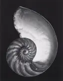 Nautilus Shell (Cross-section) by Edward Weston, 1927, Gelatin silver print, printed later by Cole Weston, sold May 2013