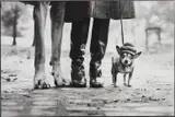 Elliott Erwitt, New York City