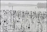 Wilted Lotus Blossoms, former Summer Palace, Kunming Lake, Beijing, China by René Burri, 1964, Gelatin silver print, printed 2010, sold May 2013