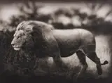 Nick Brandt, Windswept Lion, Serengeti