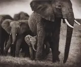 Nick Brandt, Elephant Mother and two babies, Serengeti
