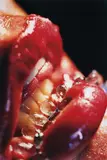 Marilyn Minter, Bridle