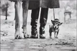 New York City by Elliott Erwitt, 1955, Gelatin silver print, sold Nov 2013