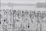 Wilted Lotus Blossoms, former Summer Palace, Kunming Lake, Beijing, China by René Burri, 1964, Gelatin silver print, printed 2010, sold Nov 2013