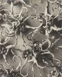 Karl Blosfeldt, Hamamelis japonica
