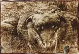 Peter Beard, Eyelids of Morning: The Mingled Destinies of Crocodiles and Men, Chobe, Uganda, 1966, Chromogenic print with blood, ink and affixed photograph, printed later