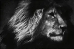 Britta Jaschinski, Lone Lion, Tanzania, Africa, 2007, Gelatin silver print