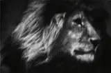 Britta Jaschinski, Lone Lion, Tanzania, Africa, 2007, Gelatin silver print