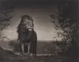 Lion Before Storm I by Nick Brandt, 2006, Archival pigment print, sold Nov 2013