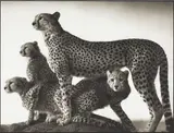 Cheetah and Cubs, Maasai Mara by Nick Brandt, 2003, Platinum print, sold Nov 2013