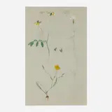 Albert Robert Valentien, Botanical Study #7, c. 1910, watercolor, gouache and pencil on paper
