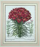 Basil Besler, Lilium Cruentum Polyanthos
