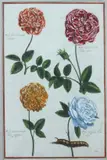 Daniel Rabel, Hand-colored engraving depicting four roses, identified as "Rosa flore al bicante variegato," "Rosa batanica maior flore carneo," "Rosa batanica minor flore purpureo" and "Rosa multiplex flore alba." Framed, Hand-colored engraving