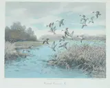 Roland Clark, Pintails Coming in