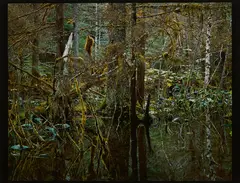 Robert Glenn Ketchum, Kadashaw II (Blackwater), 1986, C-Print