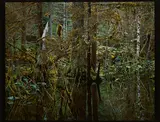 Robert Glenn Ketchum, Kadashaw II (Blackwater), 1986, C-Print