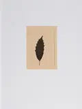 Blatt auf Karteikarte (Aus: "Columbus - In search of a new tomorrow") by Joseph Beuys, 1992, Farbserigrafie auf Velin, sold Oct 2019
