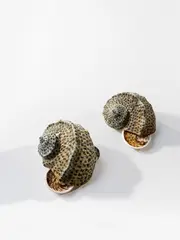 Tsai Charwei, A Dedication to the Victims of the Tsunami of March 11, 2011 - Turbo Marmoratus II, 2013, ink on seashell