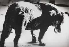 Stray Dog, Misawa by Daidō Moriyama, 1971, Gelatin silver print, printed later, mounted, sold Dec 2024