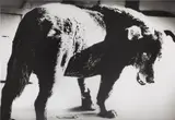 Daidō Moriyama, Stray Dog, Misawa