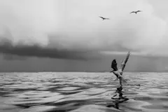 Michael S. L. Liu, BEFORE THE STORM, 2024, Chromogenic print, framed