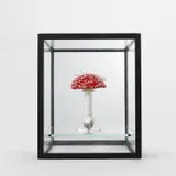 Carsten Höller, Double Mushroom Vitrine (Once)