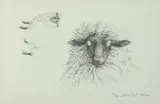 Jamie Wyeth, Untitled, SHEEP and HEAD OF SHEEP: TWO WORKS, each signed and numbered 230/354 in pencil lower margin
