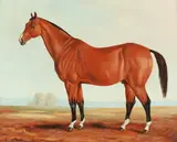 Ron Van Sweringen, Portrait of Bay Horse, PORTRAIT OF BAY HORSE, signed and dated '80 lower left Oil on board