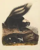 John James Audubon, Mephitas Americana, Hand-colored lithograph by J.T