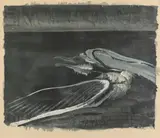 Morris Graves, The Gull, Color lithograph