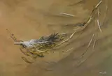 Robert R. Bliss, Feather in the Sand, Oil on board
