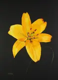 Ellen Ratner, The Yellow Lily, Oil on canvas