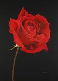 Ellen Ratner, The Red Rose, Oil on canvas