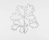 Oak VI by Ellsworth Kelly, 1992, Lithografie auf Rives BFK, sold Jun 2020
