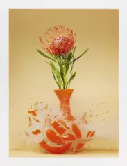 Martin Klimas, Ohne Titel (Protea nutan), 2007, C-Print&Diasec