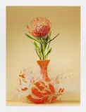 Martin Klimas, Ohne Titel (Protea nutan), 2007, C-Print&Diasec