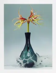 Martin Klimas, Ohne Titel (Amaryllis), 2007, C-Print/Diasec