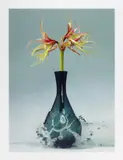 Martin Klimas, Ohne Titel (Amaryllis), 2007, C-Print/Diasec