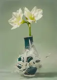Martin Klimas, Ohne Titel (Amaryllis II), 2007, Inkjet-Print