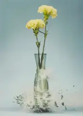 Martin Klimas, Ohne Titel (Dianthus), 2007, Inkjet-Print