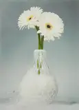 Martin Klimas, Ohne Titel (Gerbera), 2007, Inkjet-Print