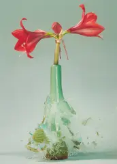 Martin Klimas, Ohne Titel (Amaryllis IV), 2007, Inkjet-Print