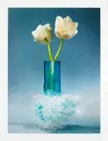 Martin Klimas, Ohne Titel (Tulipa), 2007, C-Print/Diasec