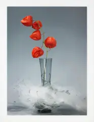 Martin Klimas, Ohne Titel (Physalis), 2007, C-Print/Diasec