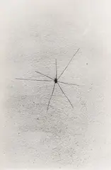 Hans Hartung, Ohne Titel (Spinne-Exakte Zeit), 1978, Gelatinesilberabzug auf Papier