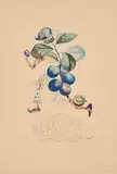 Prunier hâtif (Aus: Flordali Les Fruits) by Salvador Dalí, 1969/70, Farbradierung und Pochoir auf Richard de Bas (Wasserzeichen), sold Oct 2021