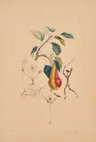 Poir Don Quichotte (Aus: Flordali Les Fruits) by Salvador Dalí, 1969/70, Farbradierung auf Richard de Bas (Wasserzeichen), sold Oct 2021