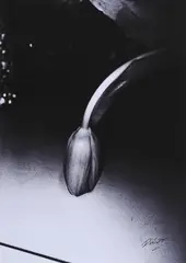 Ohne Titel by Daidō Moriyama, Inkjet-Print, sold Nov 2021