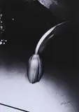 Daidō Moriyama, Ohne Titel